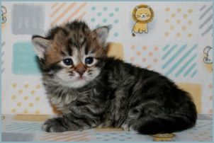 Female Siberian Kitten from Deedlebug Siberians